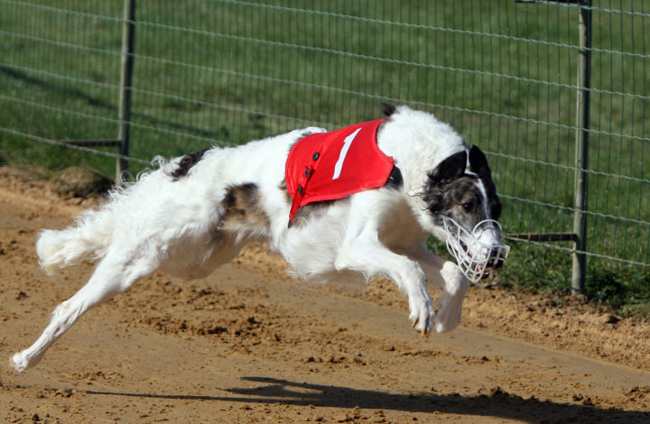 Races de chiens qui courent le plus vite