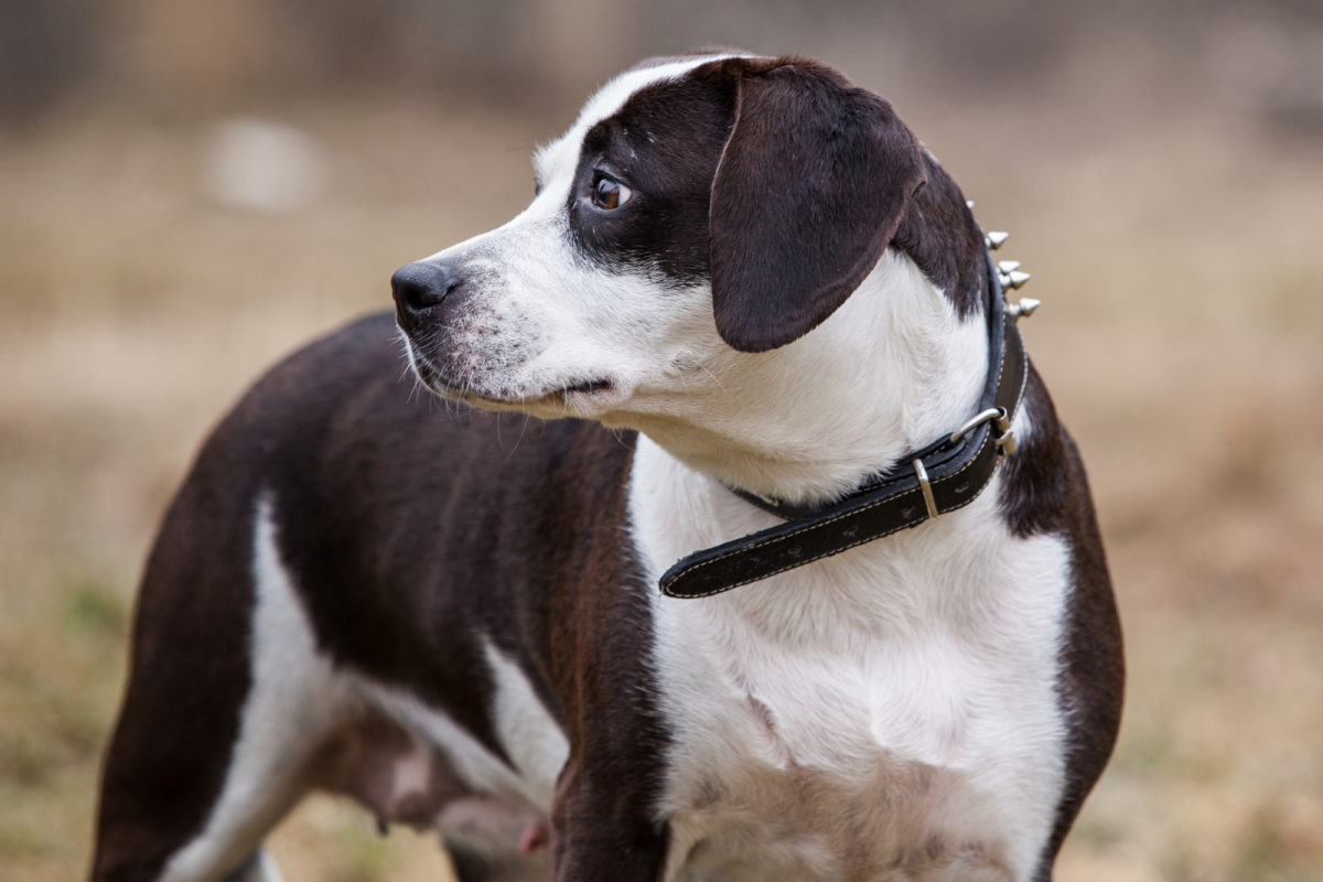 Races de chiens qui n'hésitent pas à se battre