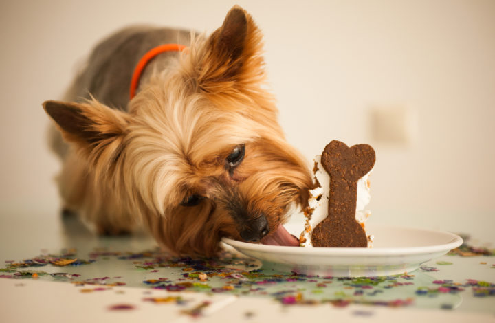 Races de chiens qui sont les plus gourmandes